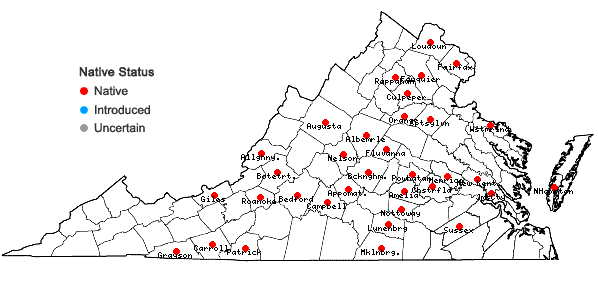 Locations ofSagittaria latifolia Willd. var. pubescens (Muhl. ex Nutt.) J.G. Smith in Virginia