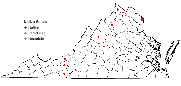 Locations ofSagittaria rigida Pursh in Virginia