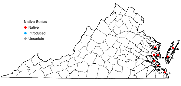 Locations ofSalicornia ambigua Michaux in Virginia