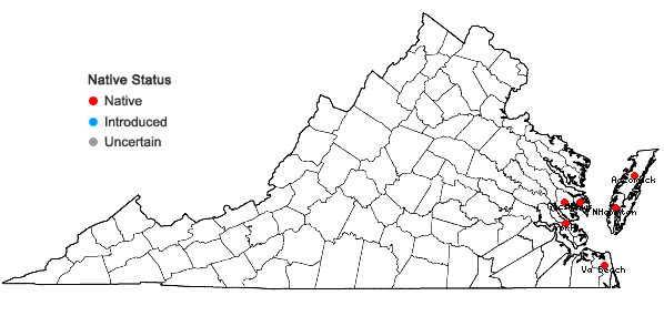 Locations ofSalicornia bigelovii Torr. in Virginia