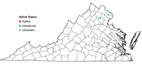 Locations ofSalix matsudana Koidzumi in Virginia