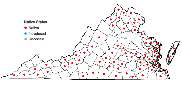 Locations ofSamolus parviflorus Raf.  in Virginia