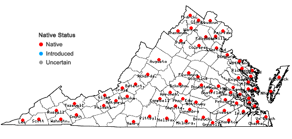 Locations ofSamolus parviflorus Raf.  in Virginia