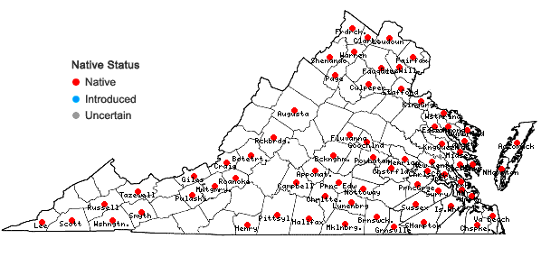 Locations ofSamolus parviflorus Raf.  in Virginia