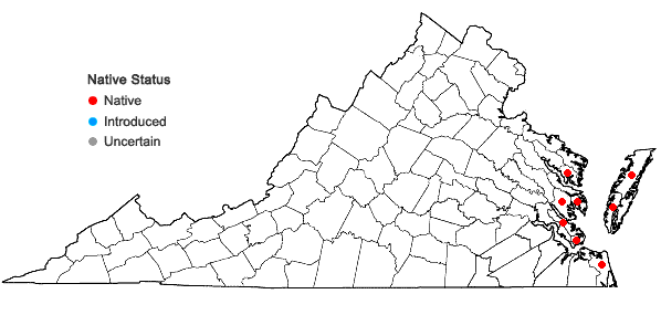 Locations ofSarcocornia pacifica (Standley) A.J. Scott in Virginia