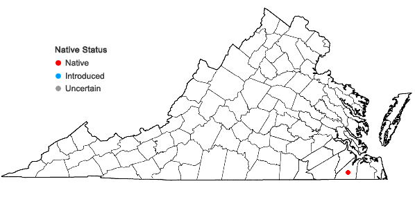 Locations ofSchlotheimia rugifolia (Hook.) Schwägr. in Virginia