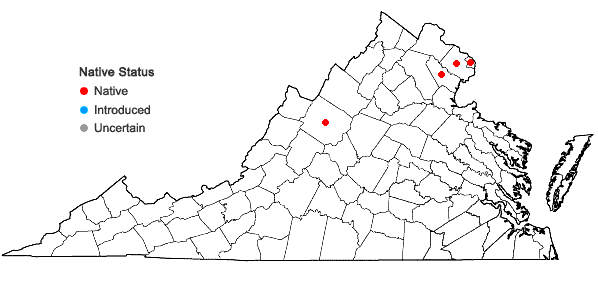 Locations ofSchoenoplectus acutus (Muhl. ex Bigel.) Love & Love var. acutus in Virginia