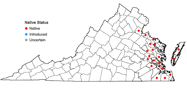 Locations ofSchoenoplectus americanus (Pers.) Volk. ex Schinz & Keller in Virginia