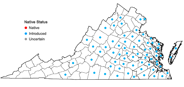 Locations ofScleranthus annuus L. ssp. annuus in Virginia