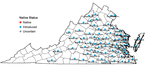Locations ofScleranthus annuus L. ssp. annuus in Virginia
