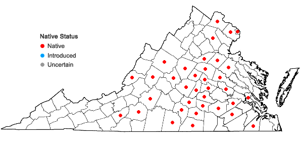 Locations ofScleria pauciflora Muhl. ex Willd. var. pauciflora in Virginia