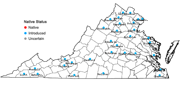 Digital Atlas of the Virginia Flora | Sedum sarmentosum Bunge