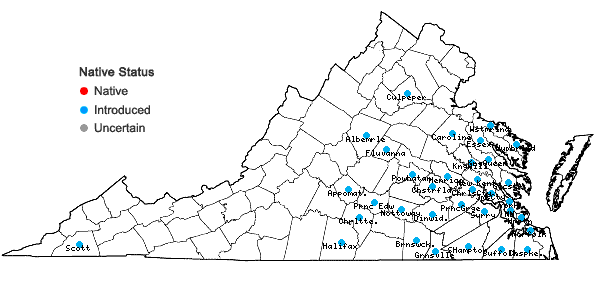 Locations ofSenna obtusifolia (L.) Irwin & Barneby in Virginia