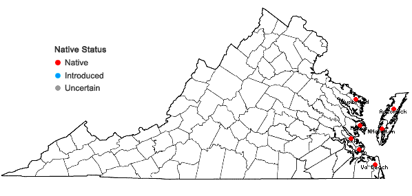 Locations ofSesuvium maritimum (Walter) Britton, Stearns, & Poggenberg in Virginia