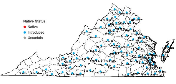 Locations ofSetaria pumila (Poir.) Roemer & Schultes ssp. pumila in Virginia