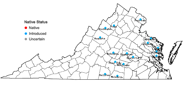 Locations ofSilene coronaria (L.) Clairville in Virginia