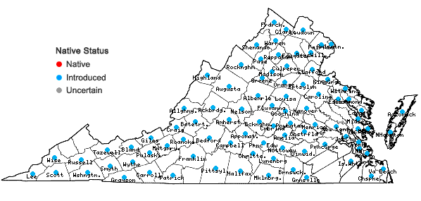 Locations ofSilene latifolia Poir. in Virginia