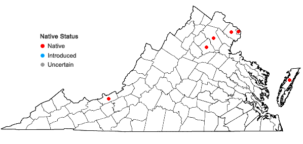 Locations ofSilene nivea (Nutt.) Muhl.  ex Otth in Virginia