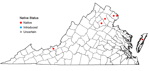 Locations ofSilene nivea (Nutt.) Muhl. ex Otth in Virginia
