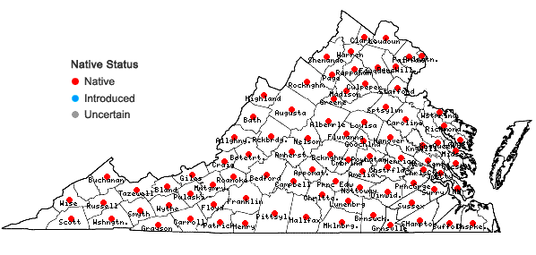 Locations ofSilene stellata (L.) Ait.  f. in Virginia