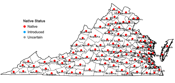 Locations ofSisyrinchium angustifolium P. Mill. in Virginia