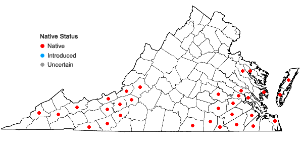 Locations ofSisyrinchium atlanticum Bickn. in Virginia