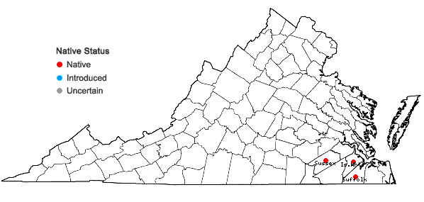 Locations ofSisyrinchium capillare Bickn. in Virginia