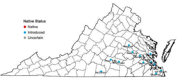 Locations ofSisyrinchium micranthum Cav. in Virginia