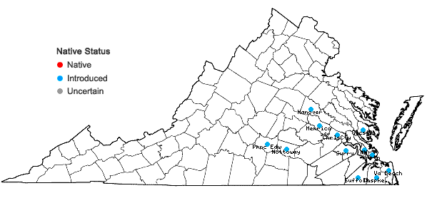 Locations ofSisyrinchium micranthum Cav. in Virginia