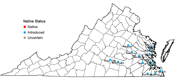 Locations ofSisyrinchium micranthum Cav. in Virginia