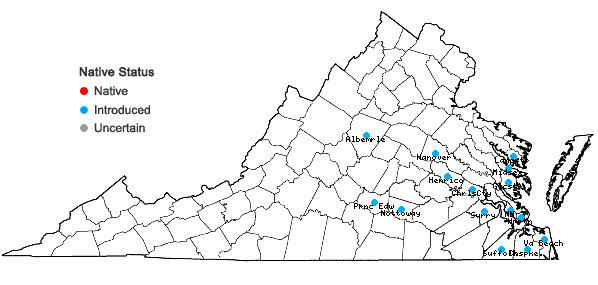 Locations ofSisyrinchium micranthum Cav. in Virginia