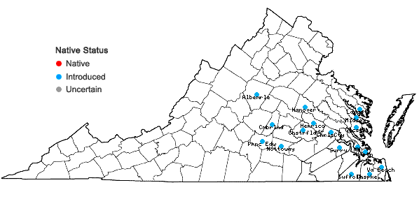 Locations ofSisyrinchium micranthum Cav. in Virginia
