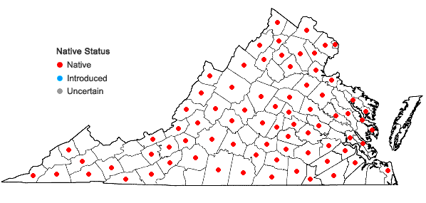 Locations ofSisyrinchium mucronatum Michx. in Virginia