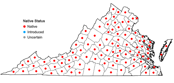 Locations ofSitobolium punctilobulum (Michaux) Desvaux in Virginia