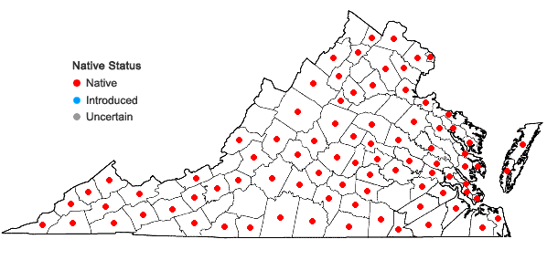 Locations ofSmallanthus uvedalia (L.) Mackenzie ex Small in Virginia
