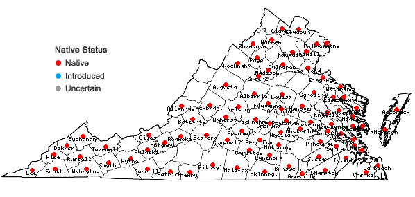 Locations ofSmallanthus uvedalia (L.) Mackenzie ex Small in Virginia