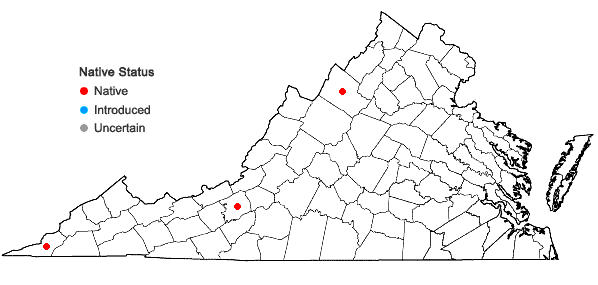 Locations ofSmilax ecirrata (Kunth) S. Wats. in Virginia