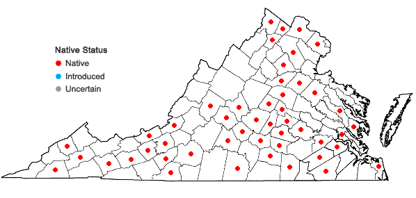 Locations ofSmilax pulverulenta Michx. in Virginia