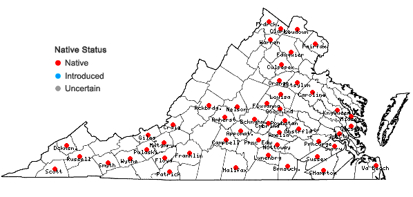 Locations ofSmilax pulverulenta Michx. in Virginia