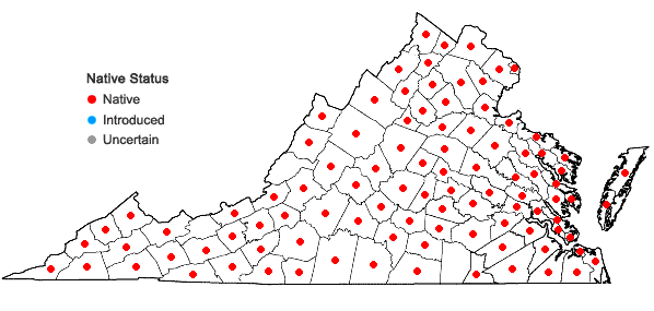 Locations ofSolanum ptycanthum Dunal in Virginia