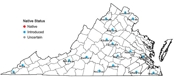 Locations ofSolanum rostratum Dunal in Virginia