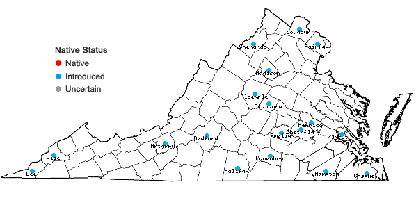 Locations ofSolanum rostratum Dunal in Virginia