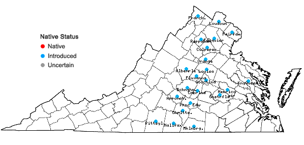 Locations ofSolanum sarrachoides Sendt. in Virginia