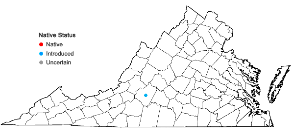 Locations ofSolanum sisymbriifolium Lamarck in Virginia