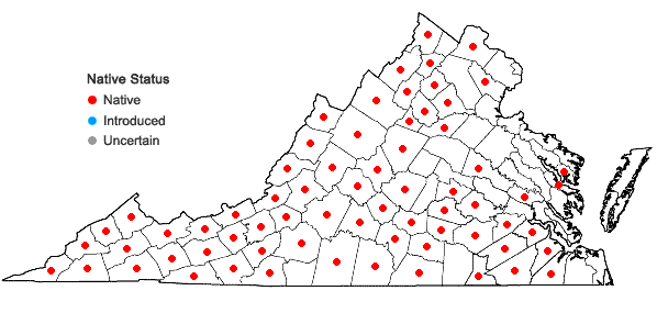 Locations ofSolidago arguta Ait. in Virginia