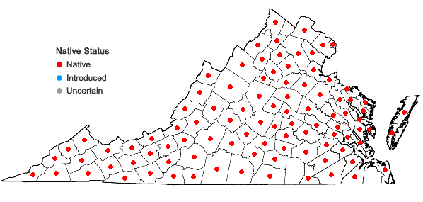 Locations ofSolidago bicolor L. in Virginia