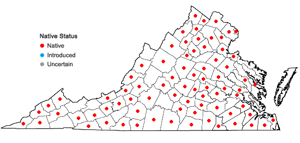 Locations ofSolidago gigantea Ait. in Virginia
