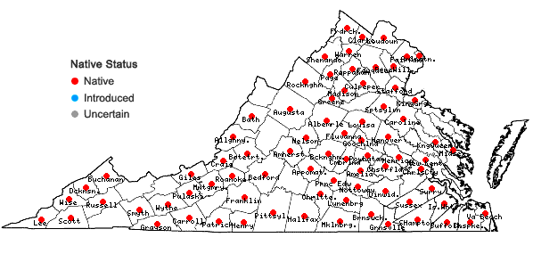 Locations ofSolidago gigantea Ait. in Virginia