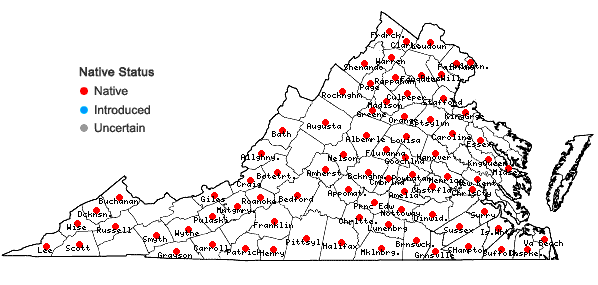 Locations ofSolidago gigantea Ait. in Virginia