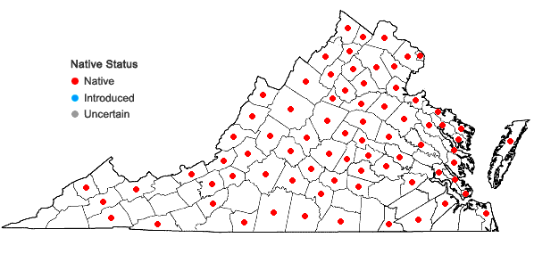 Locations ofSolidago juncea Ait. in Virginia